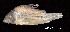  (Corydoras orphnopterus - LBPV 53949)  @15 [ ] CreativeCommons - Attribution (2013) Claudio de Oliveira Laboratório de Biologia e Genética de Peixes - UNESP - Botucatu