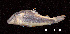  ( - LBPV 53973)  @14 [ ] CreativeCommons - Attribution (2013) Claudio de Oliveira Laboratório de Biologia e Genética de Peixes - UNESP - Botucatu