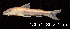  ( - LBPV 12584)  @11 [ ] CreativeCommons - Attribution (2013) Claudio de Oliveira Laboratório de Biologia e Genética de Peixes - UNESP - Botucatu