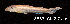  ( - LBPV 12586)  @11 [ ] CreativeCommons - Attribution (2013) Claudio de Oliveira Laboratório de Biologia e Genética de Peixes - UNESP - Botucatu