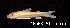  ( - LBPV12587)  @11 [ ] CreativeCommons - Attribution (2013) Claudio de Oliveira Laboratório de Biologia e Genética de Peixes - UNESP - Botucatu