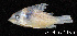 (Corydoras virginiae - LBPV 57774)  @14 [ ] CreativeCommons - Attribution (2013) Claudio de Oliveira Laboratório de Biologia e Genética de Peixes - UNESP - Botucatu