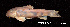  ( - LBPV 63362)  @14 [ ] CreativeCommons - Attribution (2013) Claudio de Oliveira Laboratório de Biologia e Genética de Peixes - UNESP - Botucatu