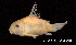  (Corydoras schwartzi - LBPV 7120)  @14 [ ] CreativeCommons - Attribution (2013) Claudio de Oliveira Laboratório de Biologia e Genética de Peixes - UNESP - Botucatu