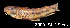  ( - LBPV 13099)  @11 [ ] CreativeCommons - Attribution (2013) Claudio de Oliveira Laboratório de Biologia e Genética de Peixes - UNESP - Botucatu