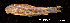  ( - LBPV 13100)  @11 [ ] CreativeCommons - Attribution (2013) Claudio de Oliveira Laboratório de Biologia e Genética de Peixes - UNESP - Botucatu