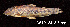  ( - LBPV 13510)  @11 [ ] CreativeCommons - Attribution (2013) Claudio de Oliveira Laboratório de Biologia e Genética de Peixes - UNESP - Botucatu