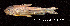  ( - LBPV 13517)  @11 [ ] CreativeCommons - Attribution (2013) Claudio de Oliveira Laboratório de Biologia e Genética de Peixes - UNESP - Botucatu