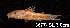  (Corydoras lacerdai - LBPV 13677)  @15 [ ] CreativeCommons - Attribution (2013) Claudio de Oliveira Laboratório de Biologia e Genética de Peixes - UNESP - Botucatu