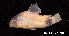  (Corydoras panda - LBPV 18846)  @11 [ ] CreativeCommons - Attribution (2013) Claudio de Oliveira Laboratório de Biologia e Genética de Peixes - UNESP - Botucatu