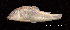  (Corydoras semiaquilus - LBPV 18943)  @14 [ ] CreativeCommons - Attribution (2013) Claudio de Oliveira Laboratório de Biologia e Genética de Peixes - UNESP - Botucatu