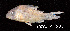  ( - LBPV 19704)  @11 [ ] CreativeCommons - Attribution (2013) Claudio de Oliveira Laboratório de Biologia e Genética de Peixes - UNESP - Botucatu