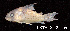  ( - LBPV 19706)  @11 [ ] CreativeCommons - Attribution (2013) Claudio de Oliveira Laboratório de Biologia e Genética de Peixes - UNESP - Botucatu