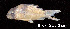  ( - LBPV 19707)  @11 [ ] CreativeCommons - Attribution (2013) Claudio de Oliveira Laboratório de Biologia e Genética de Peixes - UNESP - Botucatu