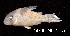  ( - LBPV 19708)  @11 [ ] CreativeCommons - Attribution (2013) Claudio de Oliveira Laboratório de Biologia e Genética de Peixes - UNESP - Botucatu