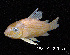  (Corydoras sterbai - LBPV 7165)  @15 [ ] CreativeCommons - Attribution (2013) Claudio de Oliveira Laboratório de Biologia e Genética de Peixes - UNESP - Botucatu