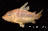  (Corydoras seussi - LBPV 7175)  @15 [ ] CreativeCommons - Attribution (2013) Claudio de Oliveira Laboratório de Biologia e Genética de Peixes - UNESP - Botucatu