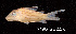  ( - LBPV 7190)  @11 [ ] CreativeCommons - Attribution (2013) Claudio de Oliveira Laboratório de Biologia e Genética de Peixes - UNESP - Botucatu