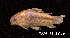  (Corydoras undulatus - LBPV 7386)  @15 [ ] CreativeCommons - Attribution (2013) Claudio de Oliveira Laboratório de Biologia e Genética de Peixes - UNESP - Botucatu