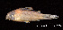  (Corydoras nijsseni - LBPV 32533)  @15 [ ] CreativeCommons - Attribution (2013) Claudio de Oliveira Laboratório de Biologia e Genética de Peixes - UNESP - Botucatu
