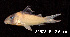  (Corydoras imitator - LBPV 32503)  @15 [ ] CreativeCommons - Attribution (2013) Claudio de Oliveira Laboratório de Biologia e Genética de Peixes - UNESP - Botucatu