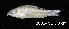  ( - LBPV 18882)  @11 [ ] CreativeCommons - Attribution (2013) Claudio de Oliveira Laboratório de Biologia e Genética de Peixes - UNESP - Botucatu