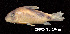  (Corydoras melini - LBPV 32662)  @15 [ ] CreativeCommons - Attribution (2013) Claudio de Oliveira Laboratório de Biologia e Genética de Peixes - UNESP - Botucatu