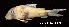  (Corydoras cf. tukano - LBPV 32724)  @15 [ ] CreativeCommons - Attribution (2013) Claudio de Oliveira Laboratório de Biologia e Genética de Peixes - UNESP - Botucatu