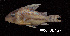  ( - LBPV 8952)  @11 [ ] CreativeCommons - Attribution (2013) Claudio de Oliveira Laboratório de Biologia e Genética de Peixes - UNESP - Botucatu