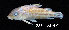  ( - LBPV 18881)  @11 [ ] CreativeCommons - Attribution (2013) Claudio de Oliveira Laboratório de Biologia e Genética de Peixes - UNESP - Botucatu