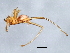  ( - BCAAJN-X3-2)  @13 [ ] CreativeCommons - Attribution (2010) Unspecified Centre for Biodiversity Genomics