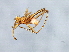  ( - BCAAJN-X16-1)  @14 [ ] CreativeCommons - Attribution (2010) Unspecified Centre for Biodiversity Genomics