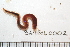  ( - BAMPOL0002)  @13 [ ] CreativeCommons - Attribution (2008) Unspecified Centre for Biodiversity Genomics