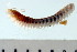  ( - BAMPOL0004)  @14 [ ] CreativeCommons - Attribution (2008) Unspecified Centre for Biodiversity Genomics
