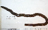  (Alitta sp. CMC01 - BAMPOL0095)  @13 [ ] CreativeCommons - Attribution (2010) Unspecified Centre for Biodiversity Genomics