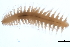  ( - BAMPOL0108)  @13 [ ] CreativeCommons - Attribution (2008) Unspecified Centre for Biodiversity Genomics