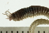  ( - BAMPOL0129)  @13 [ ] CreativeCommons - Attribution (2008) Unspecified Centre for Biodiversity Genomics