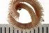  ( - BAMPOL0139)  @13 [ ] CreativeCommons - Attribution (2008) Unspecified Centre for Biodiversity Genomics