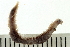 ( - BAMPOL0141)  @14 [ ] CreativeCommons - Attribution (2008) Unspecified Centre for Biodiversity Genomics