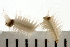  ( - BAMPOL0143)  @12 [ ] CreativeCommons - Attribution (2008) Unspecified Centre for Biodiversity Genomics