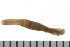  ( - BAMPOL0144)  @13 [ ] CreativeCommons - Attribution (2010) Unspecified Centre for Biodiversity Genomics