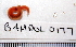  ( - BAMPOL0177)  @13 [ ] CreativeCommons - Attribution (2008) Unspecified Centre for Biodiversity Genomics