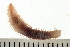  ( - BAMPOL0177)  @14 [ ] CreativeCommons - Attribution (2008) Unspecified Centre for Biodiversity Genomics