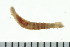  ( - BAMPOL0181)  @13 [ ] CreativeCommons - Attribution (2010) Unspecified Centre for Biodiversity Genomics
