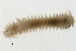  ( - BAMPOL0235)  @12 [ ] CreativeCommons - Attribution (2008) Unspecified Centre for Biodiversity Genomics