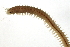  (Nereis sp. CMC02 - BAMPOL0236)  @11 [ ] CreativeCommons - Attribution (2008) Unspecified Centre for Biodiversity Genomics
