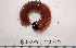  (Glycera sp. CMC03 - BAMPOL0245)  @11 [ ] CreativeCommons - Attribution (2010) Unspecified Centre for Biodiversity Genomics