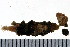  ( - BAMPOL0281)  @13 [ ] CreativeCommons - Attribution (2010) Unspecified Centre for Biodiversity Genomics