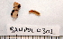  ( - BAMPOL0302)  @12 [ ] CreativeCommons - Attribution (2008) Unspecified Centre for Biodiversity Genomics