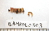  ( - BAMPOL0303)  @12 [ ] CreativeCommons - Attribution (2010) Unspecified Centre for Biodiversity Genomics